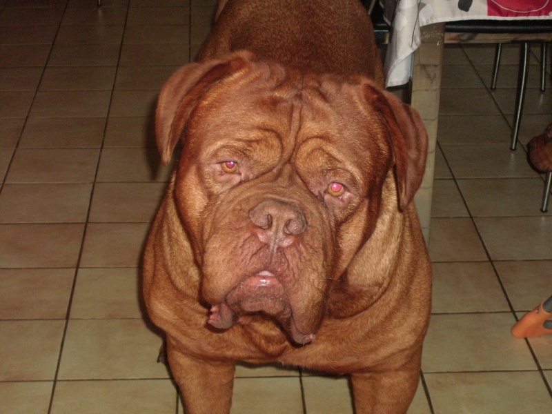 Cassius des molosses de saint cyr