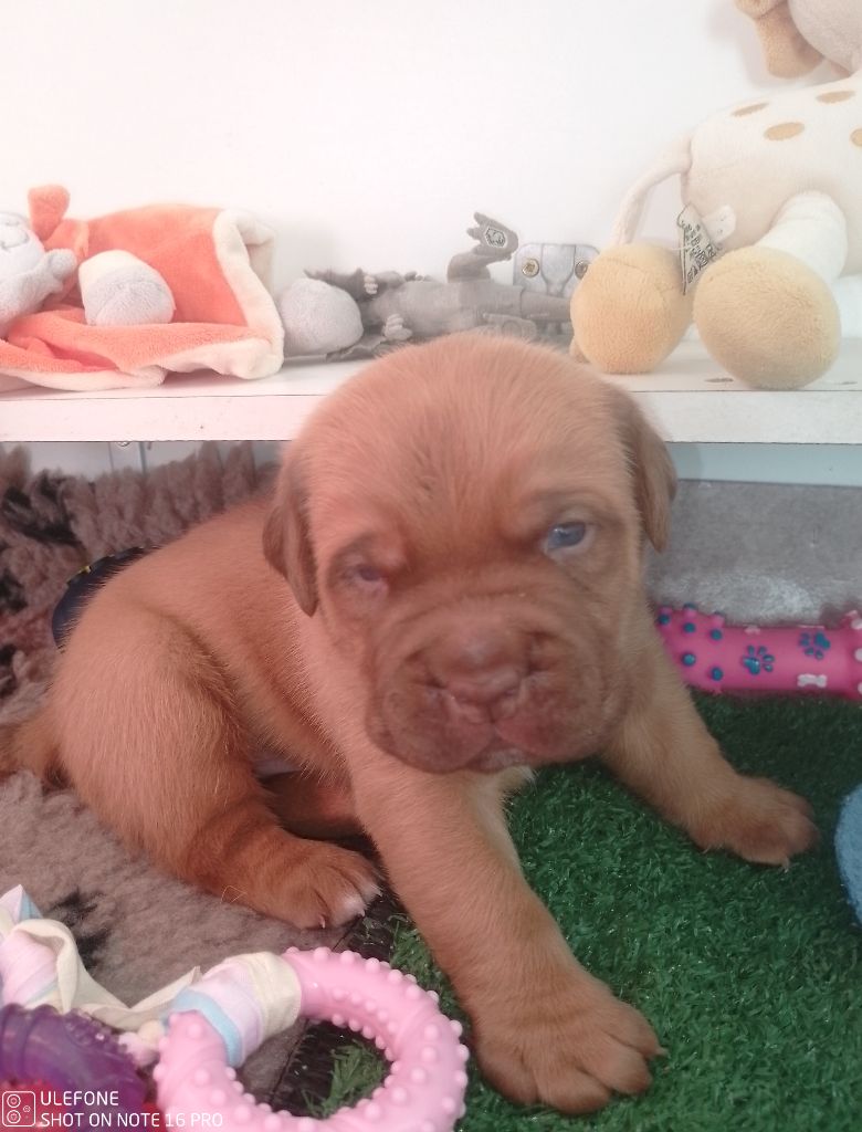 de La Caverne Des Molosses - Dogue de Bordeaux - Portée née le 11/03/2025