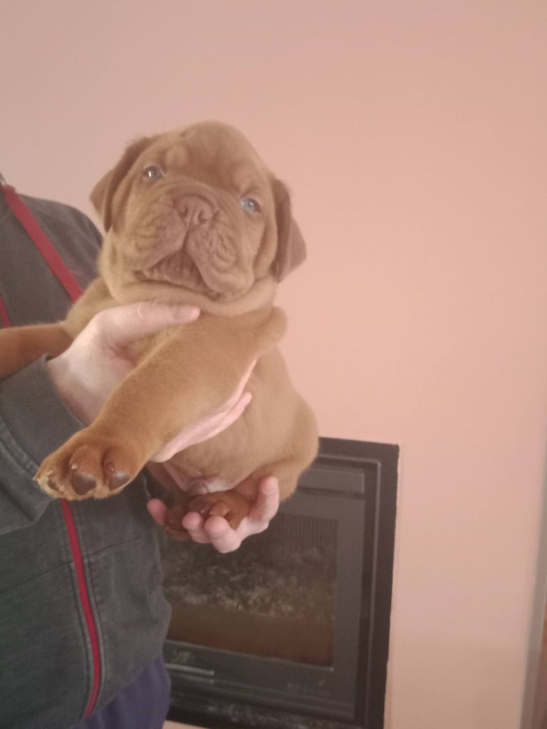 de La Caverne Des Molosses - Dogue de Bordeaux - Portée née le 20/04/2023